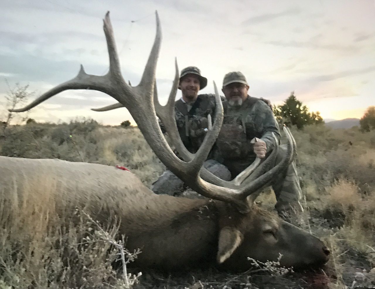 Jones elk